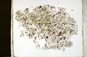 Plane Polarized, ED1438