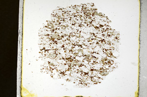 Plane Polarized, ED1449