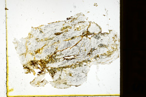 Plane Polarized, ED1457