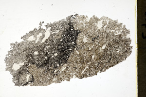 Plane Polarized, ED1474