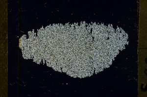 Cross Polarized, ED1481