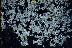 Cross Polarized, ED1543