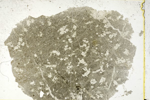 Plane Polarized, ED1553