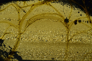 Cross Polarized, ED1593