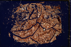 Cross Polarized, ED1636