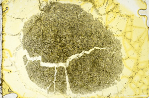 Plane Polarized, ED1673
