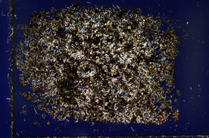 Cross Polarized, ED1721