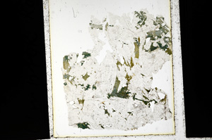 Plane Polarized, ED1911