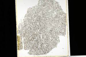 Plane Polarized, ED2204