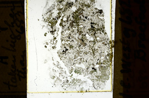 Plane Polarized, ED2717