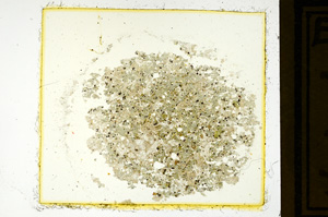 Plane Polarized, ED3029