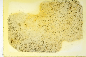 Plane Polarized, ED3277