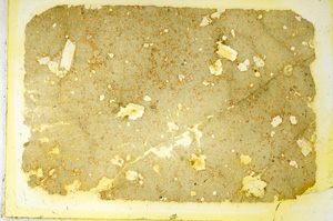 Plane Polarized, ED3299