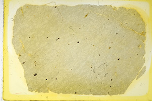 Plane Polarized, ED3314