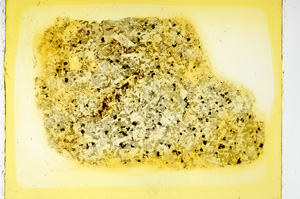 Plane Polarized, ED3374