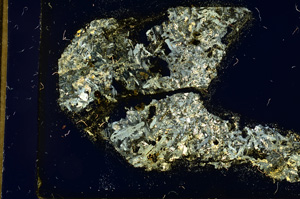 Cross Polarized, ED3386