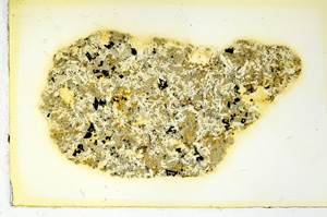 Plane Polarized, ED3413