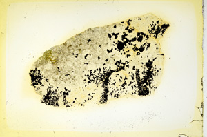 Plane Polarized, ED3422