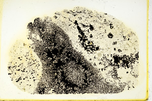 Plane Polarized, ED3424