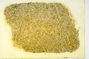 Plane Polarized, ED3436