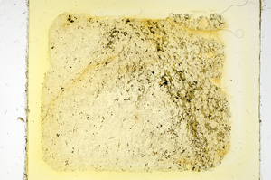 Plane Polarized, ED3751