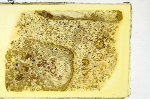 Plane Polarized, ED3921