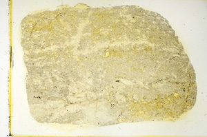 Plane Polarized, ED3929