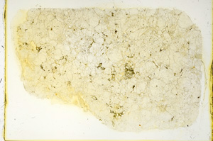 Plane Polarized, ED4009