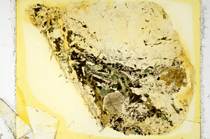 Plane Polarized, ED4085