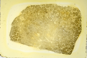 Plane Polarized, ED4130