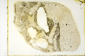 Plane Polarized, ED4139