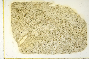 Plane Polarized, ED4164