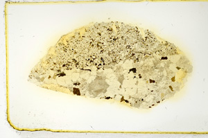 Plane Polarized, ED4303