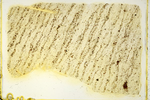 Plane Polarized, ED4323