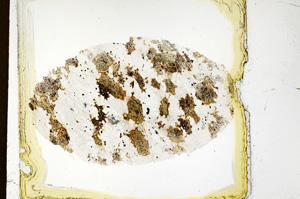 Plane Polarized, ED4402