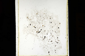 Plane Polarized, ED4414