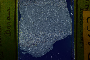 Cross Polarized, ED4453