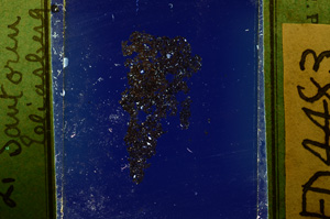 Cross Polarized, ED4483