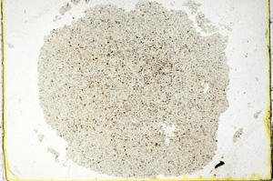 Plane Polarized, ED4631