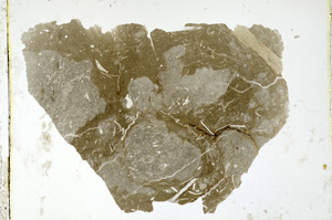 Plane Polarized, ED4664