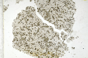 Plane Polarized, ED4711