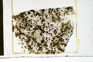 Plane Polarized, ED4738