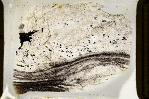 Plane Polarized, ED7772