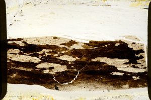 Plane Polarized, ED7773