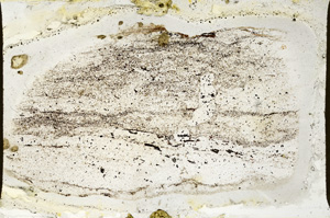 Plane Polarized, ED7794