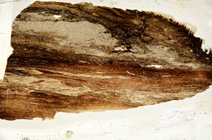 Plane Polarized, ED7795