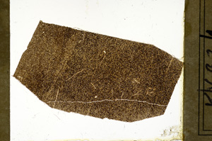 Plane Polarized, ED7934