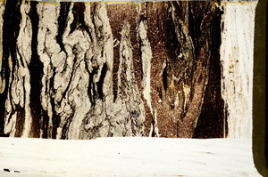 Plane Polarized, ED7959