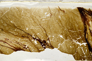 Plane Polarized, ED7961