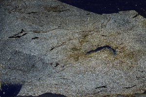 Cross Polarized, ED8110